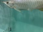 Super Red Arowana