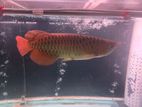 Super Red Arowana