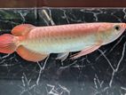Red Arowana