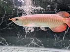 Super Red Arowana