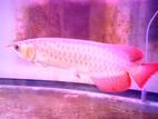 Super Red Arowana