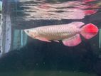 Super Red Arowana Fish