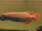 Super Red Arowana