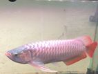 Super Red Arowana