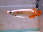 Super Red Arowana