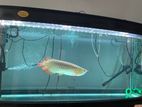 Super Red Arowana
