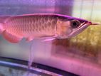 Super Red Arowana Kapuas Hulu Low Price