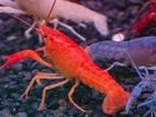 Super red Crayfish
