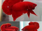 Super Red Plakat Betta(Fighter)
