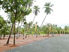 Superb "Avani" Project Plots for Sale - Negombo