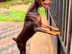 Doberman Female Dog