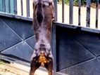 Superb Doberman Female