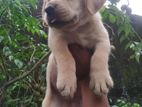 Superb Labrador Puppies