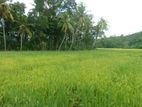 Superb Land for Sale in Horana