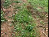 Land for Sale in Makumbura