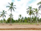 Superb Land Plot for Sale in Kurunagala