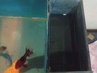 Fish Tank Set