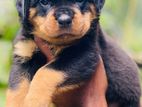 Rottweiler Puppies