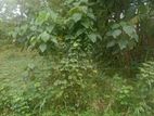supper commercial land for sale in highlevel road kaluaggala