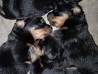 Rottweiler Puppies