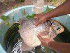Gourami Fish