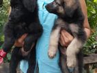 Germen Shepherd Puppies