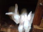 Rabbits