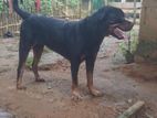 Rottweiler Dog