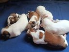 Shih Tzu Puppies