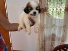 Shih Tzu Puppies