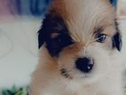Shih Tzu Puppies