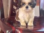 Shih Tzu Puppies