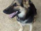 German Shepherd Dog