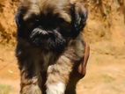 Shih Tzu Puppy