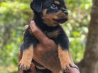 Rottweiler Puppy