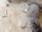 Germen Sheperd Puppies