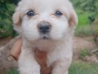 Shitzu Puppy