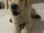 Labrador Puppies
