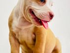 American Bully Puppies