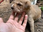 Puppies for Kind Home