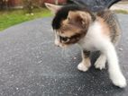 Kitten for Kind Home