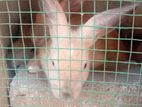 Rabbits