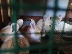 Rabbit