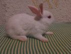 Rabbit