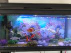 Fish Tank