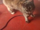 Persian Cat