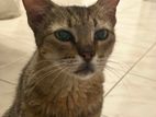 Cat for Kind Home