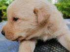 Labrador Puppies