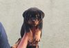 Rottweiler Puppy