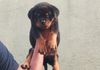 Rottweiler Puppy in Colombo